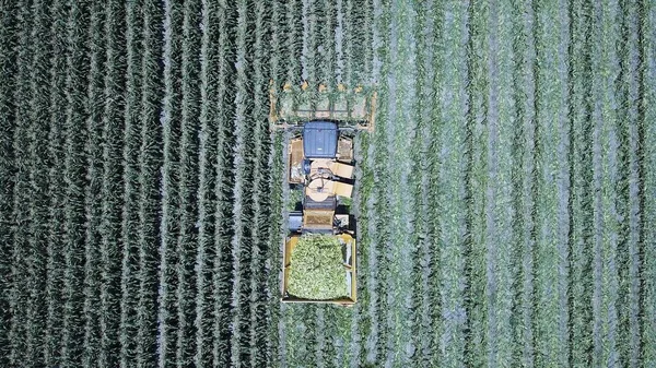 Corn harvester at large filed of Sweet Corn cobs.