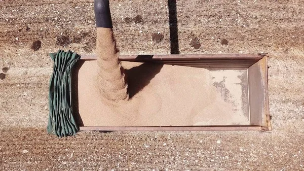 Hasattan çıkan buğday taneleri kamyon römorkunda birleşiyor..