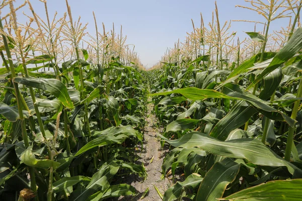 Καλλιέργεια καλαμποκιού. Πεδίο Cob Corn. — Φωτογραφία Αρχείου