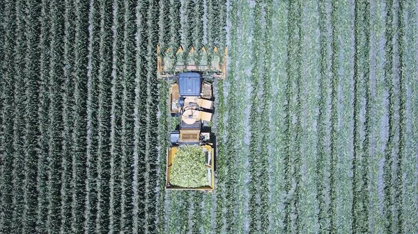 Corn harvester at large filed of Sweet Corn cobs. — Stock Photo, Image