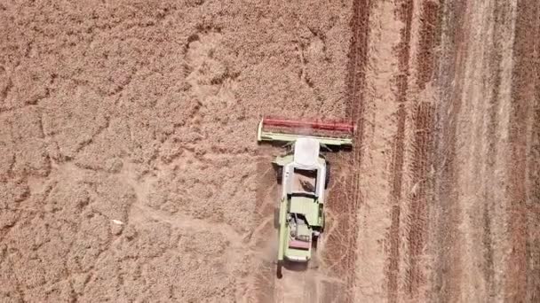 Vue aérienne de la récolte de blé. Drone shot survolant moissonneuse-batteuse moderne recueille blé mûr. — Video