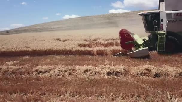 Хайфа, Израиль - 02 июля 2020 года: Урожай пшеницы. Беспилотник, летящий над современным комбайном собирает спелую пшеницу. — стоковое видео