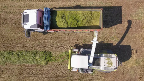 畑を収穫し、トレーラーカートでSilage用小麦をアンロードする. — ストック写真