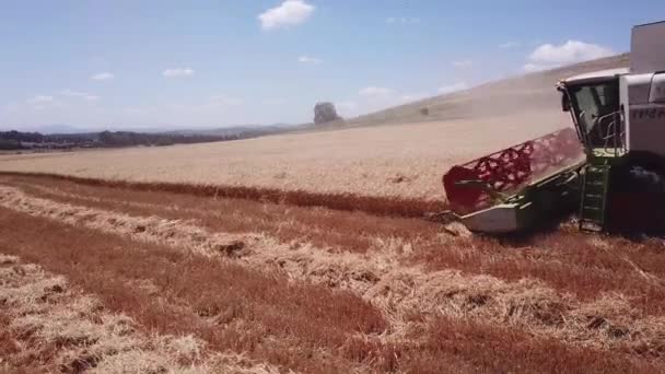 Хайфа, Израиль - 02 июля 2020 года: Урожай пшеницы. Современный комбайн собирает спелую пшеницу. — стоковое видео