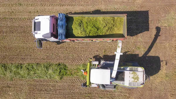 Combine la cosecha de un campo y descarga trigo para ensilaje sobre un carro de remolque. — Foto de Stock