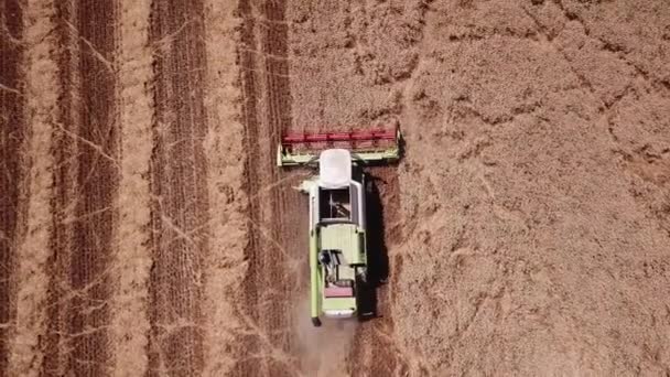 Widok z lotu pszennego. Drone shot przelatujący nad nowoczesnym kombajnem zbiera dojrzałą pszenicę. — Wideo stockowe