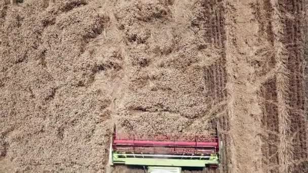 Letecký pohled na sklizeň pšenice. Dron výstřel létání nad moderní kombajn sbírá zralou pšenici. — Stock video