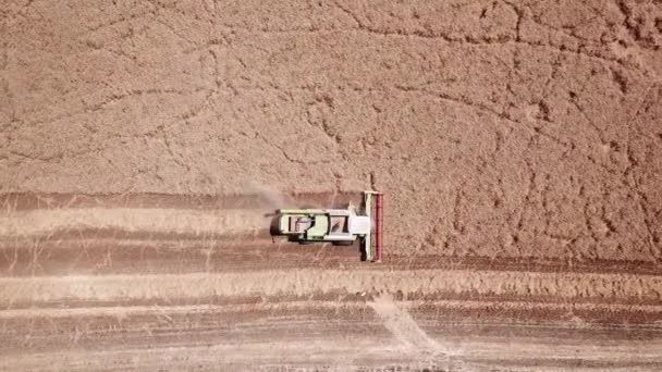 Vista aerea del raccolto del grano. Drone colpo volando sopra mietitrebbia moderna raccoglie grano maturo. — Video Stock