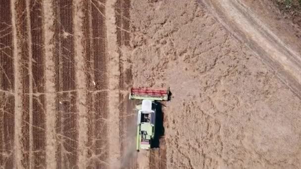 Luchtfoto van de tarweoogst. Drone schot vliegen over moderne maaidorser verzamelt rijpe tarwe. — Stockvideo