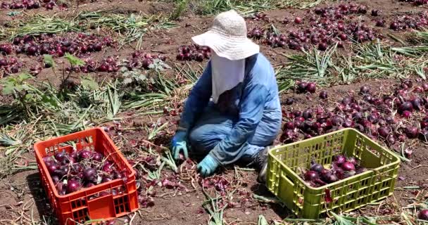 Czerwona cebula. Pracownik rolny siedzi na ziemi i zbiera świeżo zebrane czerwone cebule.. — Wideo stockowe