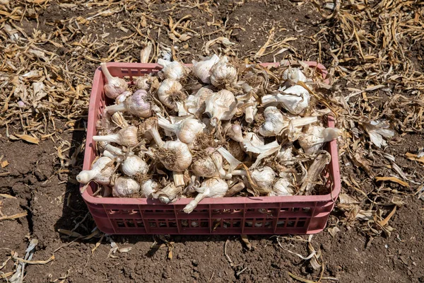 Ajo: Ramo de la cosecha de ajo fresco en el suelo. Cabezas recién cavadas de bulbos de ajo. — Foto de Stock