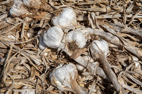 Ajo: Ramo de la cosecha de ajo fresco en el suelo. Cabezas recién cavadas de bulbos de ajo. — Foto de Stock