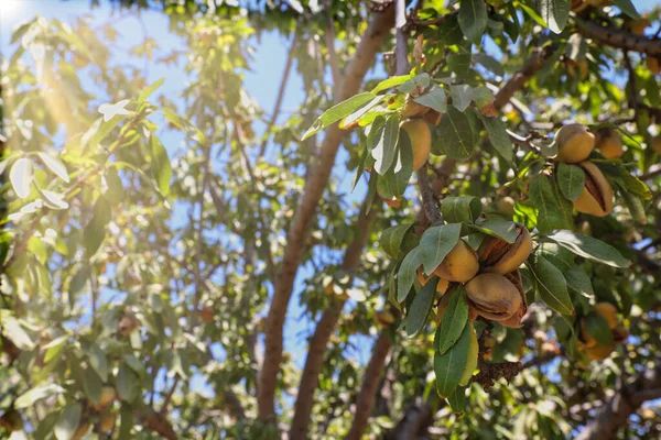 Almonds nuts. Green Almonds on the tree ready for harvest.