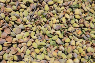 Olgun bademler fındık gibi. Olgun açık badem fıstığı.