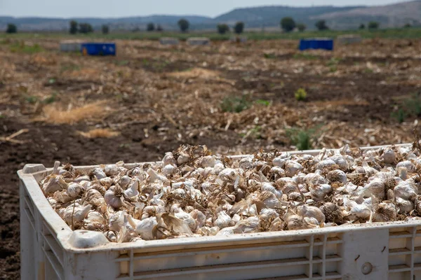 Σκόρδο: Ένα μάτσο φρέσκα σκόρδα στο έδαφος. Φρεσκοσκαμμένα κεφάλια από βολβούς σκόρδου. — Φωτογραφία Αρχείου