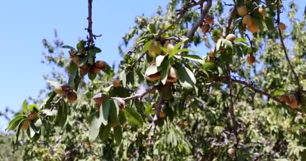 Amêndoas nozes. Amêndoas verdes na árvore prontas para a colheita. — Vídeo de Stock