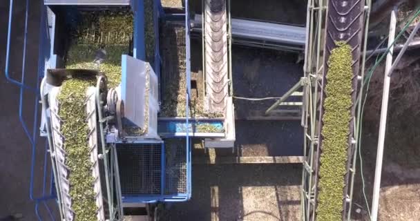 Vers geoogste olijven vervoerd op lange transportbanden in een lokale persfabriek. Luchtzicht. — Stockvideo