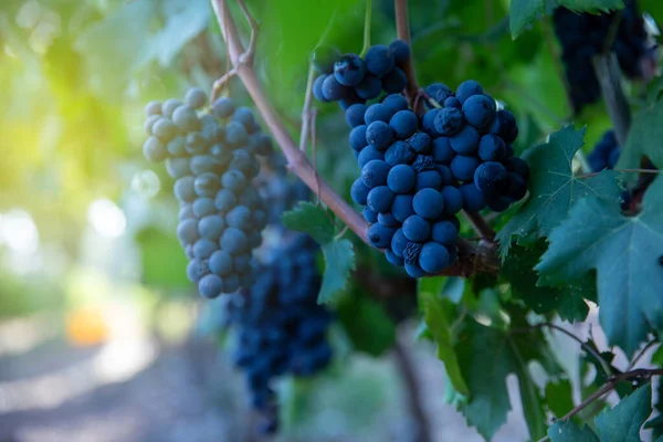 Uvas Adegas. Uvas roxas escuras maduras na árvore de videiras na época da colheita do vinho em um fundo verde em uma vinha. — Fotografia de Stock
