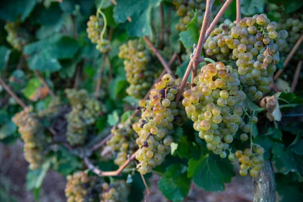 Um bando de uvas maduras da vinha. Adegas de uvas. — Fotografia de Stock