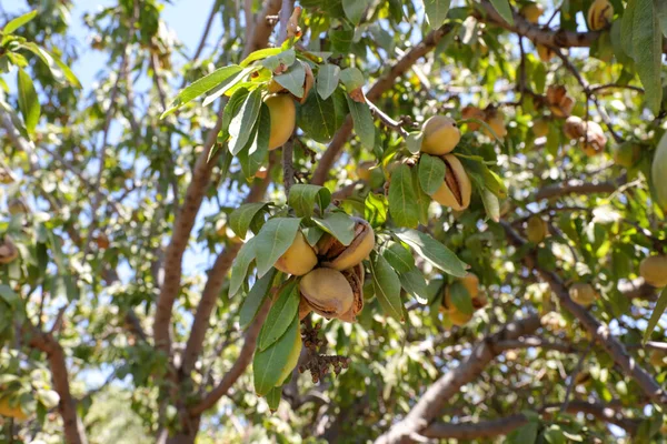 Amandelen noten. Groene amandelen op de boom klaar voor de oogst. — Stockfoto