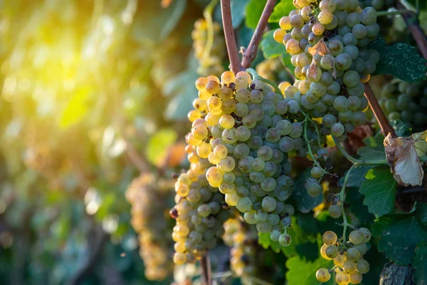 Um bando de uvas maduras da vinha. Adegas de uvas. — Fotografia de Stock