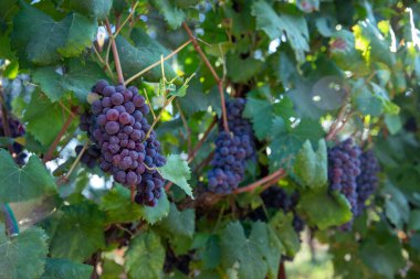 Üzüm Şarapları. Bir demet kırmızı üzüm. Olgun üzümler, hasat etmeye hazır. 