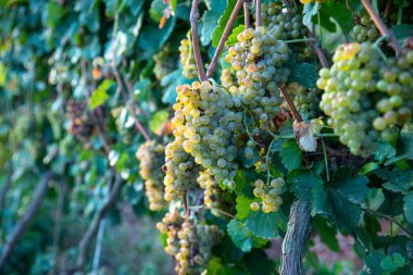 Olgunlaşmış üzüm bağları sürüsü. Üzüm Şarapları.