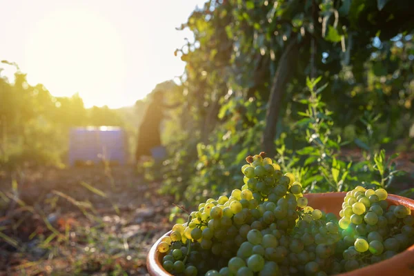 Recoger uvas de vino verde durante la cosecha. Uvas en el viñedo. —  Fotos de Stock