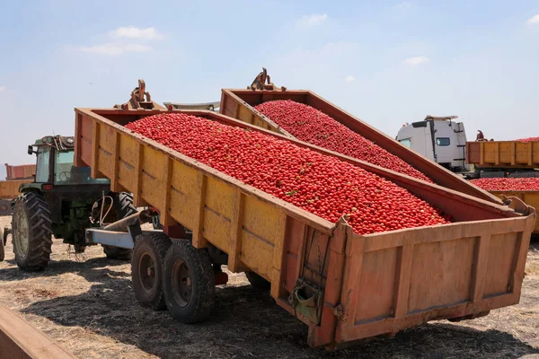 Raccolta di pomodori. Trattore con rimorchio pieno di pomodori freschi raccolti in campo. — Foto Stock