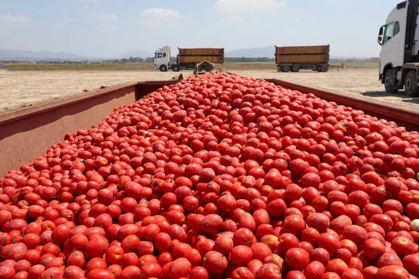 Συγκομιδή ντομάτας. Δοχείο γεμάτο φρέσκιες ντομάτες μαζεμένες στο χωράφι. — Φωτογραφία Αρχείου