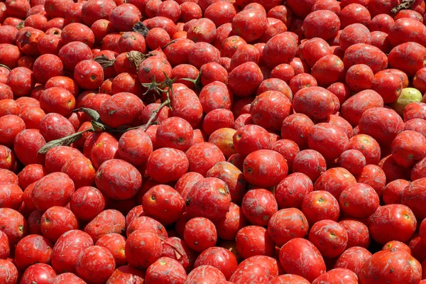Domates arka planı. Bir grup taze domates.. — Stok fotoğraf