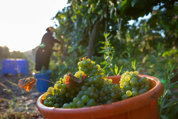 Las mujeres recogiendo uvas de vino verde durante la cosecha. Uvas en el viñedo. —  Fotos de Stock