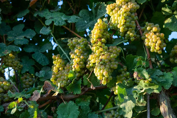 Um bando de uvas maduras da vinha. Adegas de uvas. — Fotografia de Stock