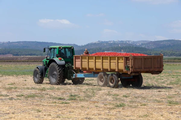 農業分野。農業分野で新鮮なトマトでいっぱいのトレーラーを持つトラクター. — ストック写真