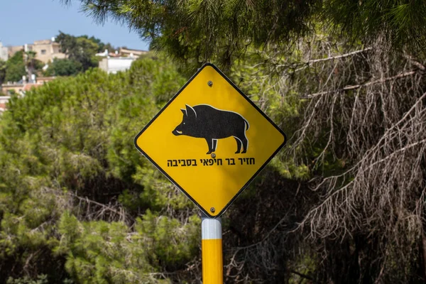 HAIFA, ISRAEL - 15 september 2020: Varningsskylt för vildsvin på gatorna i Haifa, Israel. — Stockfoto