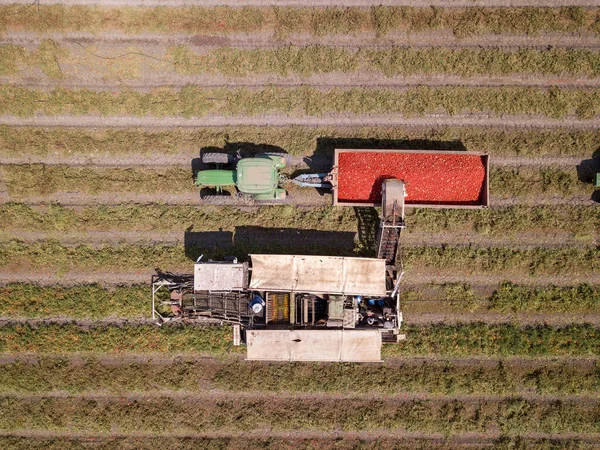 Γεωργικά μηχανήματα. Ντοματοσυλλέκτης που φορτώνει ένα ρυμουλκούμενο με φρέσκες ώριμες κόκκινες ντομάτες. — Φωτογραφία Αρχείου