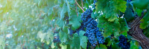 Vinařství. Zralé tmavě fialové hrozny na vinné révě v době sklizně vína na zeleném pozadí na vinici. Panoramatický pohled. — Stock fotografie