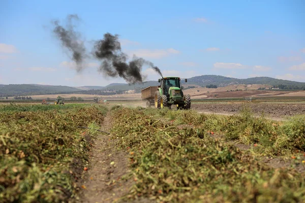 Macchine agricole nel settore dell'agricoltura dei pomodori. Trattore nel settore agricolo. — Foto Stock