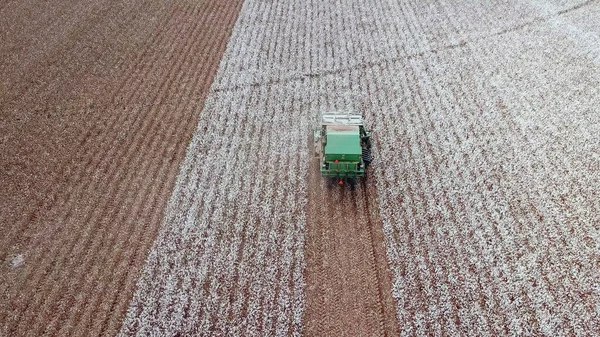 Campo de algodón. Cosecha de algodón por agricultura se combinan. Planta de algodón. Selector de algodón que trabaja en un campo de algodón grande. — Foto de Stock