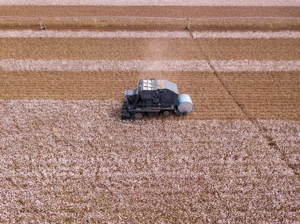 Distrito Norte, Israel - 2 de octubre de 2020: Cotton Field. Cosecha de algodón por agricultura se combinan. Planta de algodón. Selector de algodón que trabaja en un campo de algodón grande. — Foto de Stock