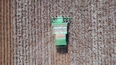 Pamuk tarlası. Tarım ile pamuk hasadı birleşiyor. Pamuk fabrikası. Büyük bir pamuk tarlasında çalışan pamuk toplayıcısı..