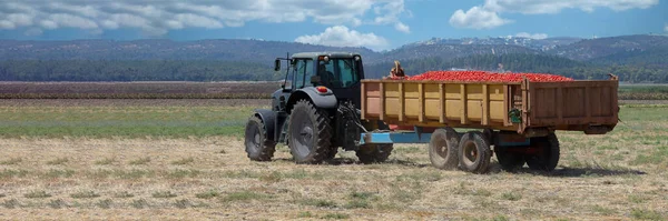 農業分野。農業分野で新鮮なトマトでいっぱいのトレーラーを持つトラクター. — ストック写真