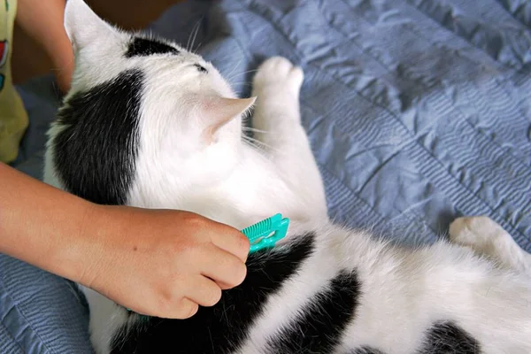 Chico Está Peinando Gato Blanco Negro Con Peine Verde Concepto — Foto de Stock