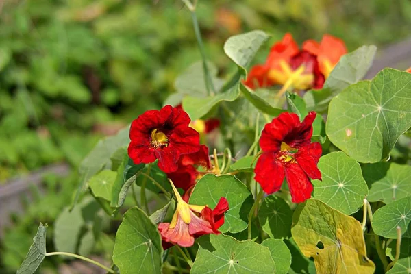 Red Orange Nasturtiums Garden Flowering Autumn Flowers — Stock Photo, Image