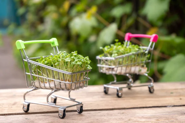 Frisches Öko Landwirtschafts Grünlieferkonzept Junge Microgreens Einkaufswagen Auf Holzuntergrund — Stockfoto