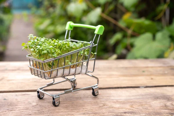 Frisches Öko Landwirtschafts Grünlieferkonzept Junge Microgreens Einkaufswagen Auf Holzuntergrund — Stockfoto
