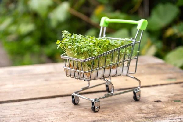 Frisches Öko Landwirtschafts Grünlieferkonzept Junge Microgreens Einkaufswagen Auf Holzuntergrund — Stockfoto