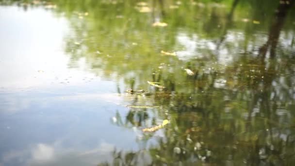 カエルの頭は沼の水に飛び込みゆっくりと動きます — ストック動画