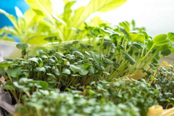 Set Different Microgreens Boxes Windowsill Kitchen Garden Home — Stock Photo, Image