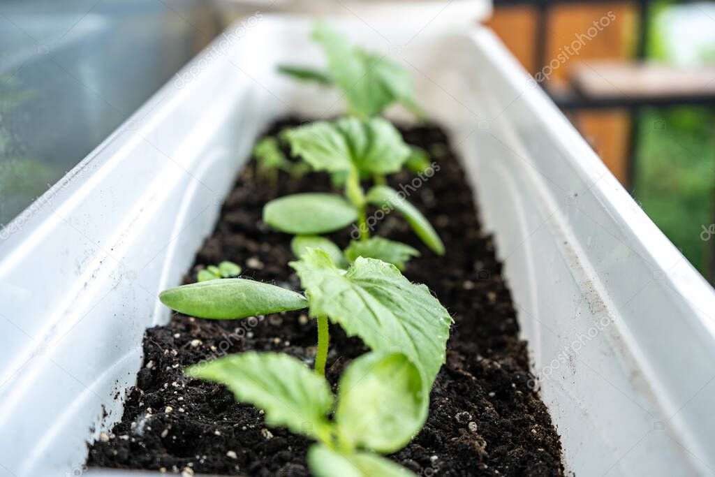 young sprouts of cucumber in a box on a windowsill, balcony gardening at home